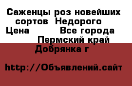 Саженцы роз новейших сортов. Недорого. › Цена ­ 350 - Все города  »    . Пермский край,Добрянка г.